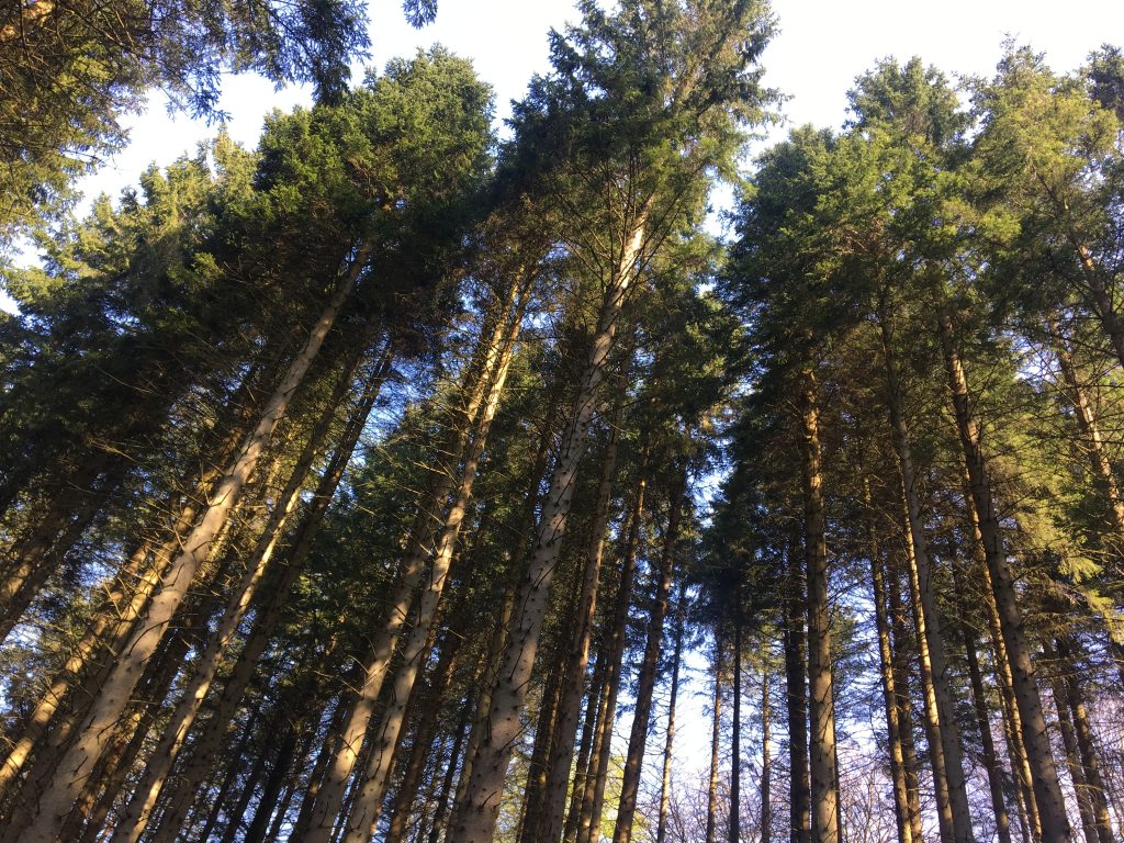 Kielder Waterside forest