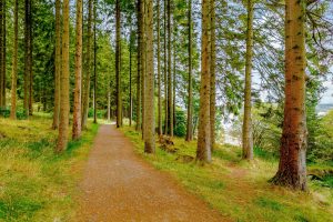 Kielder Waterside and forest