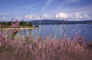 Heather at Kielder Waterside. Conservation and Sustainability