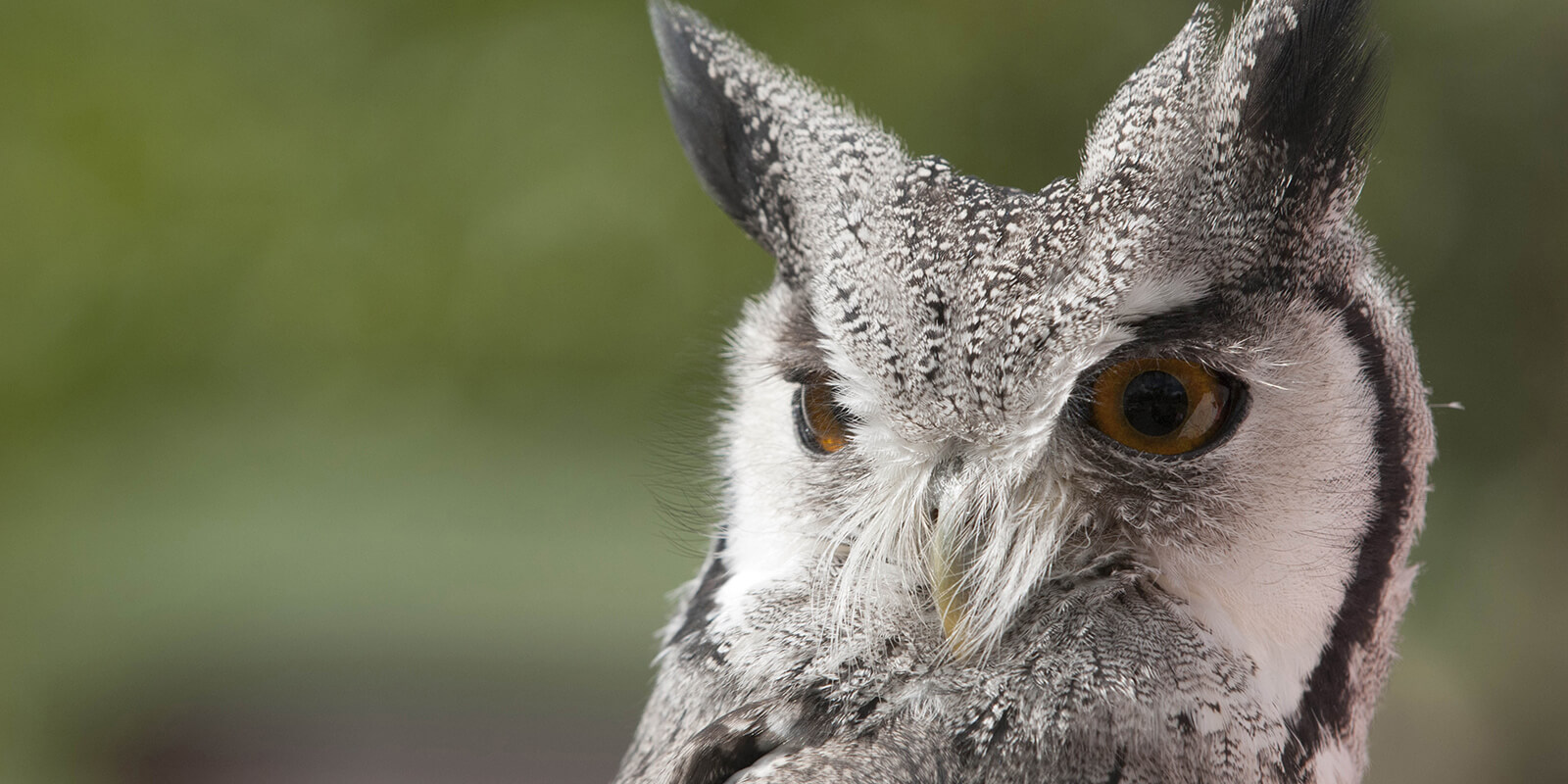 Identify birds of prey  Northumberland Wildlife Trust